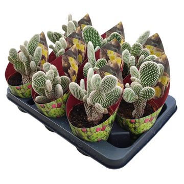 Opuntia microdasys 'Albata'