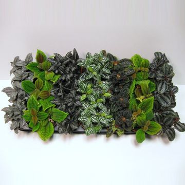 Pilea MIX