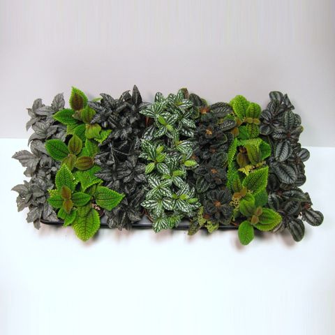 Pilea MIX