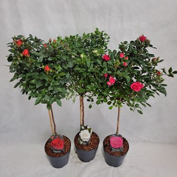 Роза STANDARD SMALL FLOWERING