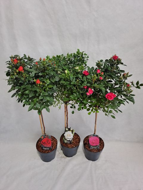 Роза STANDARD SMALL FLOWERING