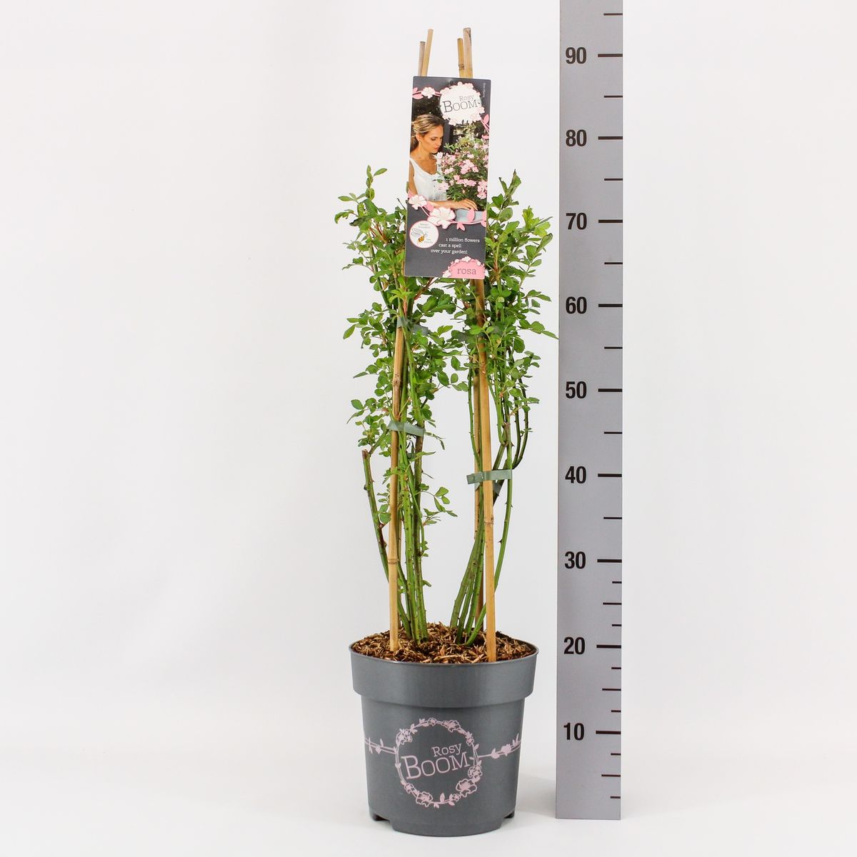 Rosa ROSY BOOM ROSE — Plant Wholesale FlorAccess
