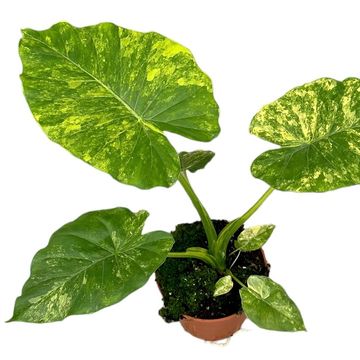 Alocasia gageana 'Aurea'