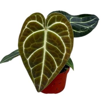 Anthurium regale