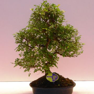 Zelkova serrata