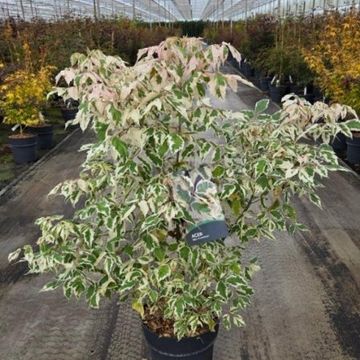 Acer negundo 'Flamingo'