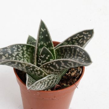 Aloe variegata