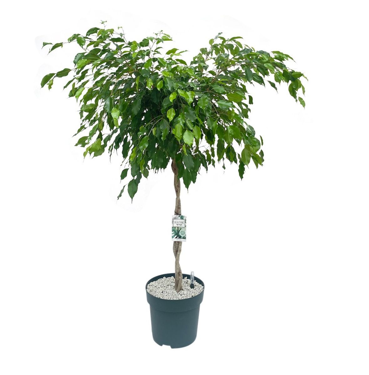 ficus-benjamina-exotica-plant-wholesale-floraccess