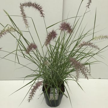 Pennisetum orientale 'Karley Rose'
