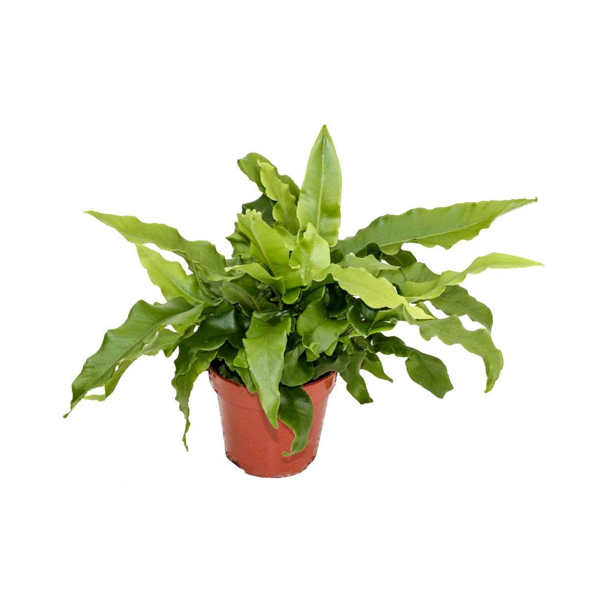 Asplenium Scolopendrium Plant Wholesale FlorAccess asplenium-scolopendrium-plant-wholesale-floraccess