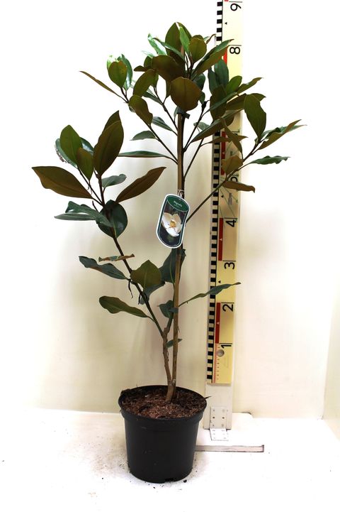 Magnolia grandiflora 'Little Gem'