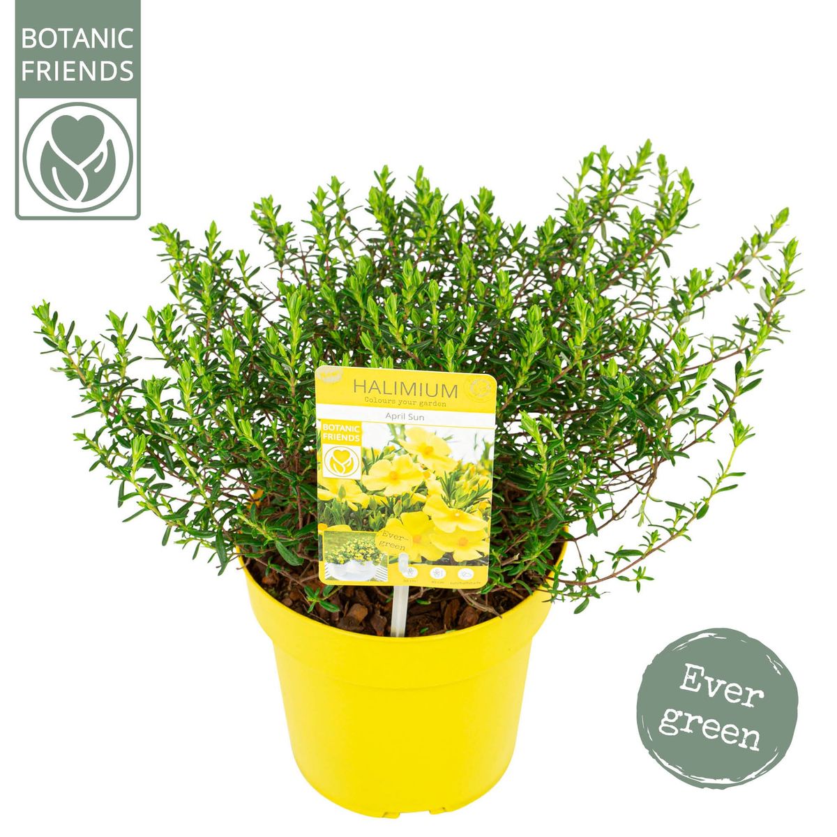 Halimium 'April Sun'  Plant Wholesale FlorAccess
