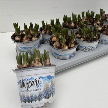 Muscari 'Mountain Lady'