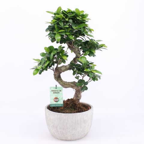Ficus microcarpa 'Ginseng'