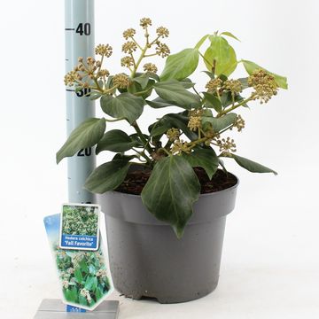 Hedera colchica 'Fall Favourite'