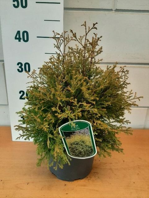Thuja occidentalis 'Tiny Tim'