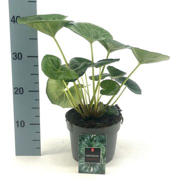 Farfugium japonicum giganteum