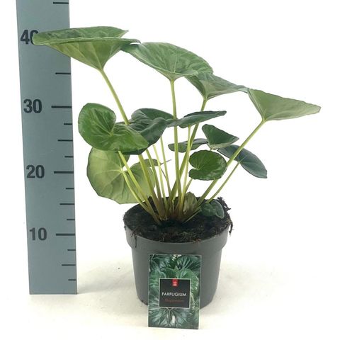 Farfugium japonicum giganteum