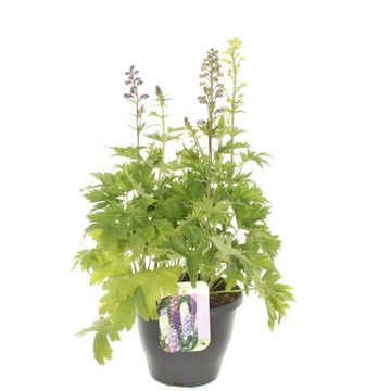 Delphinium 'Magic Fountains'