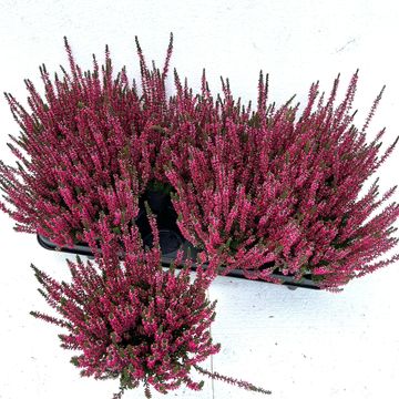 Calluna vulgaris GARDEN GIRLS ATHENE