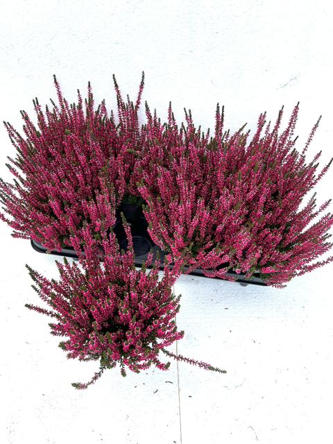 Calluna vulgaris GARDEN GIRLS ATHENE