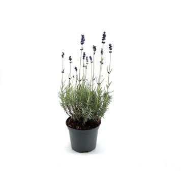 Lavandula angustifolia angustifolia