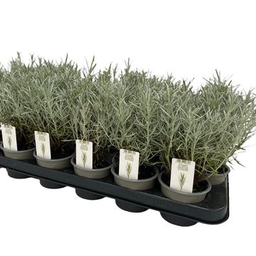 Helichrysum italicum