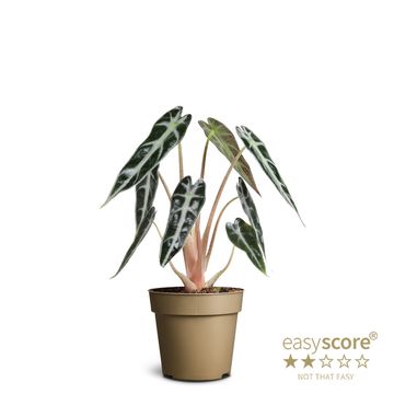 Alocasia BAMBINO