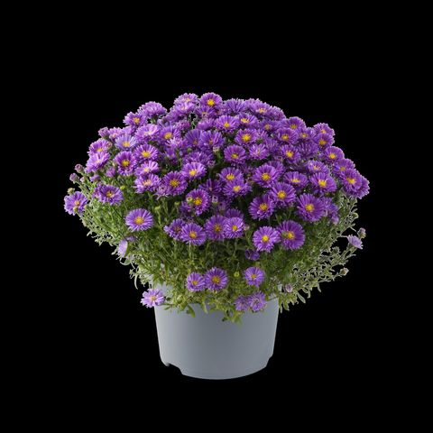 Aster ALPHA DARK PURPLE LAUNCH