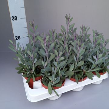 Senecio crassissimus