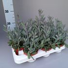 Senecio crassissimus