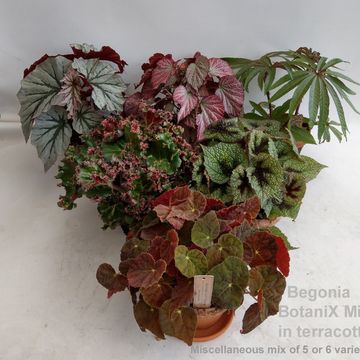 Begonia MIX