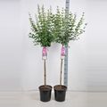 Syringa MIX