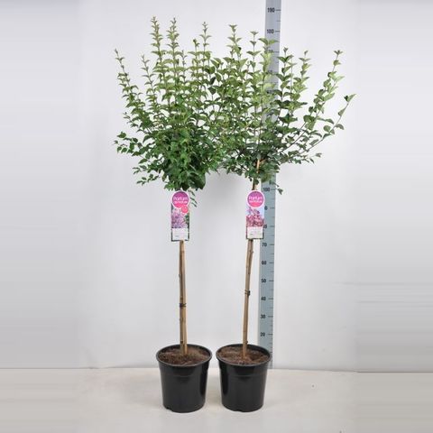 Syringa MIX