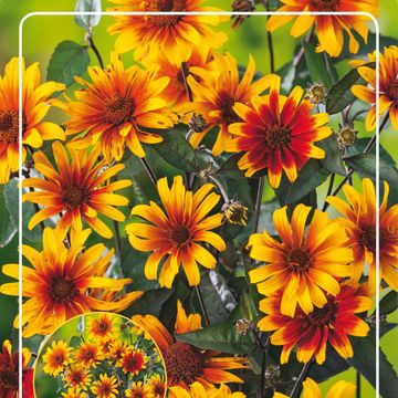 Heliopsis helianthoides MIX