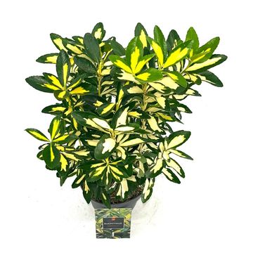 Euonymus japonicus 'Gold Queen'