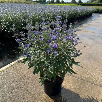 Caryopteris x clandonensis 'Thetis'