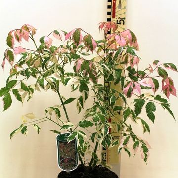 Acer negundo 'Flamingo'