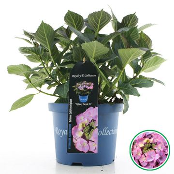 Hydrangea macrophylla ROYALTY COLLECTION TIFFANY PURPLE