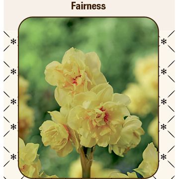 Narcissus 'Fairness'