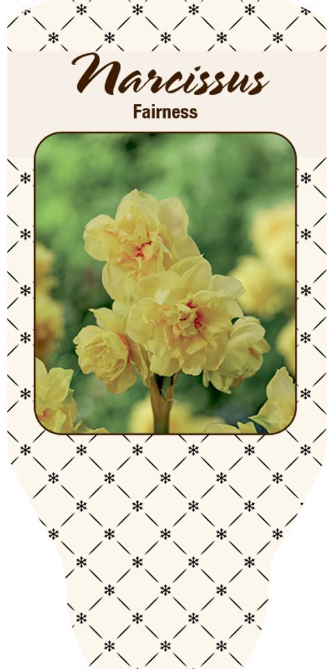 Narcissus 'Fairness'
