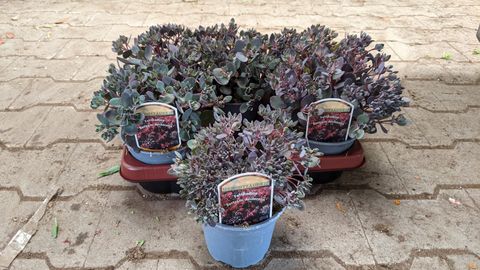 Sedum 'Bertram Anderson'