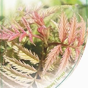 Sorbaria sorbifolia 'Sem'