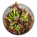 Composizione Carnivorous plants