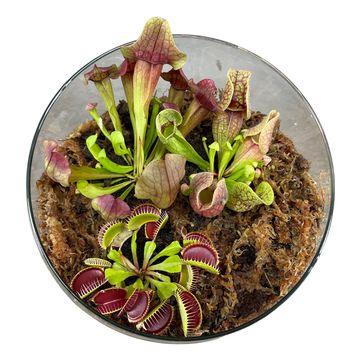 Arrangement Carnivorous plants