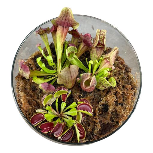 Aranżacja Carnivorous plants