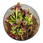 Arranjo Carnivorous plants