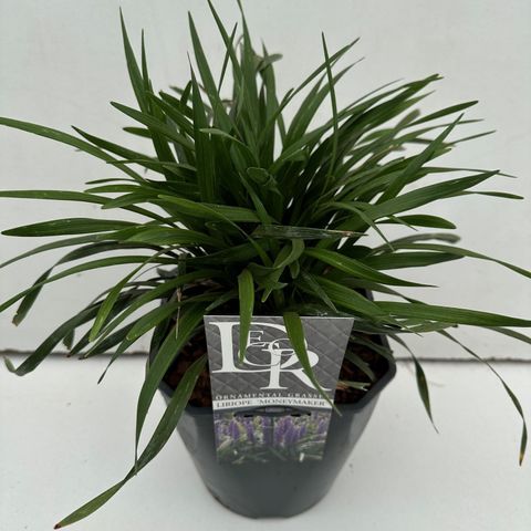 Liriope muscari 'Moneymaker'