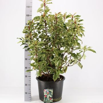 Photinia serratifolia PINK CRISPY