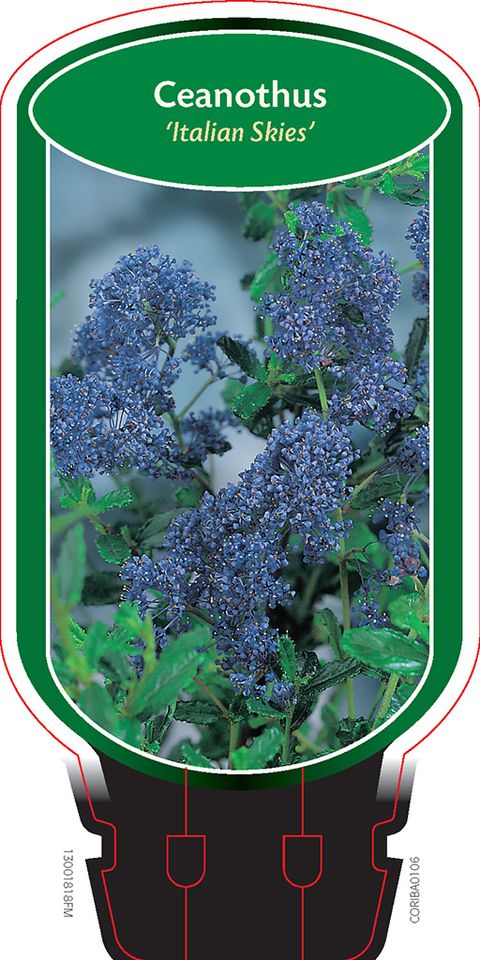 Ceanothus 'Italian Skies'